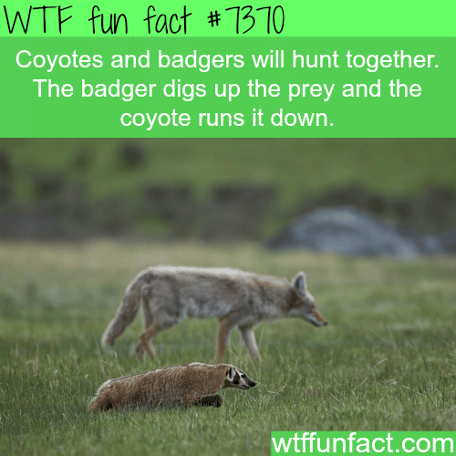 Coyotes and badgers work together to hunt prey - WTF fun facts