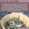 crab mentality wtf fun facts