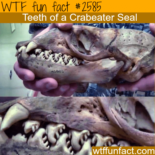 Crabeater Seal’s teeth - WTF fun facts