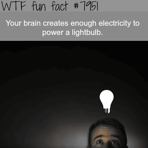 Crazy facts about the human brain - WTF fun fact