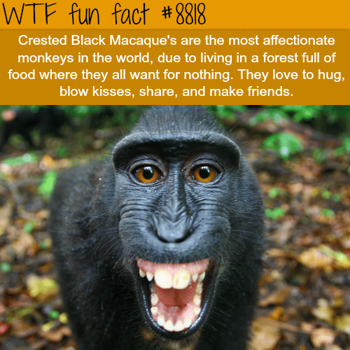 Crested Black Macaque - WTF fun facts