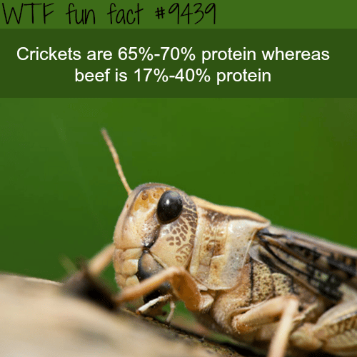 Crickets - WTF fun fact