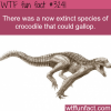 crocodile species that could gallop wtf fun