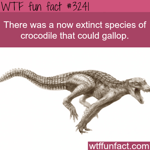 Crocodile species that could gallop -  WTF fun facts