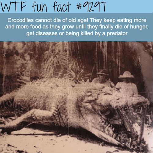Crocodiles - WTF fun fact