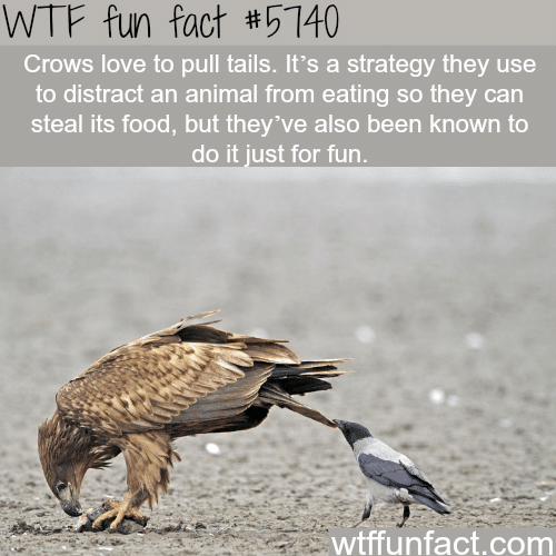 Crows pulling tails - WTF fun facts