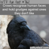 crows will grudges on the humans they dont like