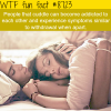cuddling can be addicting wtf fun facts
