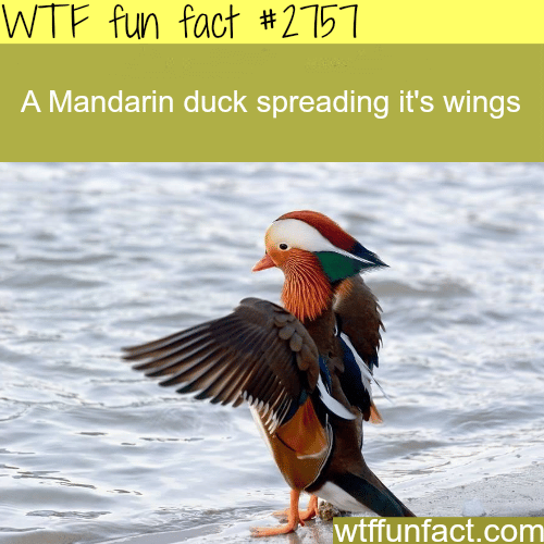 Cute Mandarin Duck Spreading it’s Wings - WTF fun facts