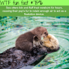 cute sea otters wtf fun facts