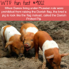 danish protest pig wtf fun facts