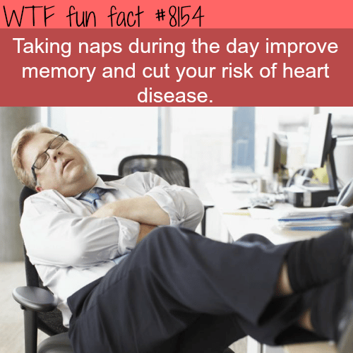 day naps are good for your health - WTF fun fact