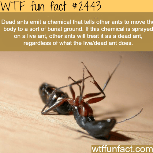 Dead ants chemical - WTF fun facts