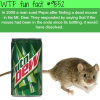 dead mouse in a mountain dew wtf fun fact