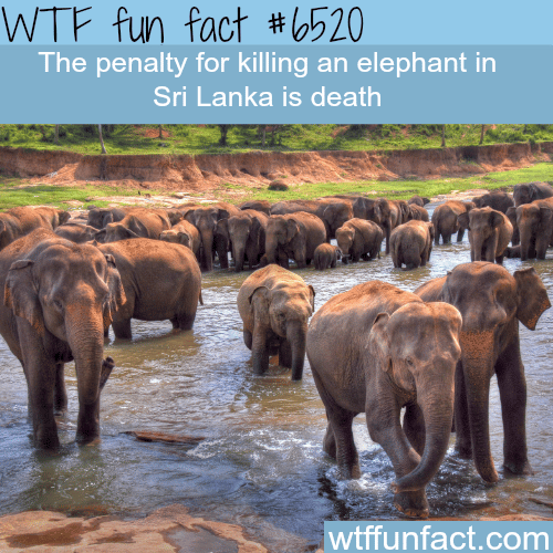 Death penalty for killing an elephant - WTF fun facts