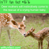 deer mothers will rescue a crying human baby wtf