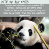 despite their diet being composed of 99 bamboo