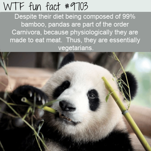 Despite their diet being composed of 99% bamboo