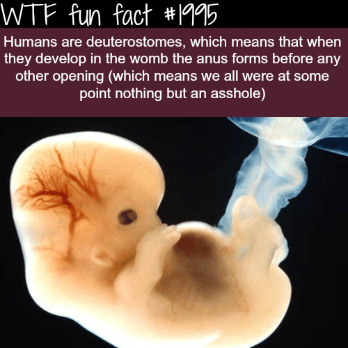 Deuterostomes defnition - WTF fun facts