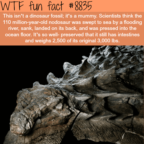 dinosaur mummy - WTF fun facts 