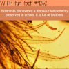 dinosaur tail perfectly preserved wtf fun fact