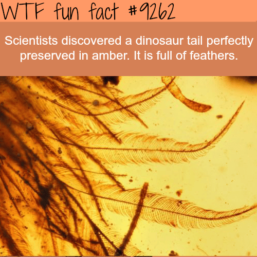 Dinosaur tail perfectly preserved - WTF fun fact