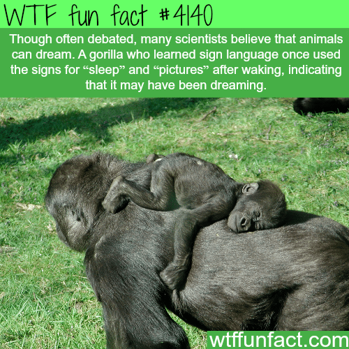 Do animals dream? -  WTF fun facts