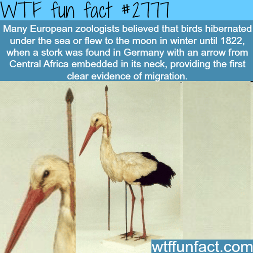 Do birds fly to the moon? that’s what they thought - WTF fun facts