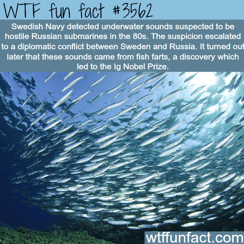 Do fish fart? - WTF fun facts