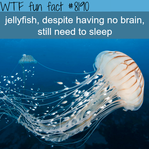 Do jellyfish sleep? - WTF fun fact