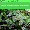 do plants remember things wtf fun facts