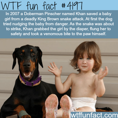 Doberman Pinscher saves a baby girl from snake -  WTF fun facts