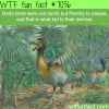 dodo bird wtf fun facts