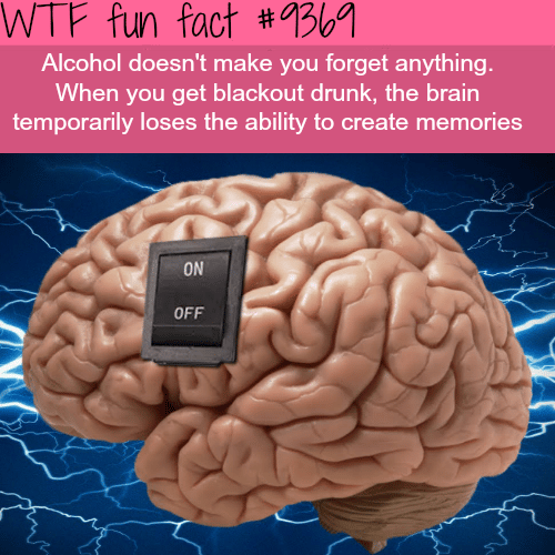 Does Alcohol make you forget? - WTF fun facts