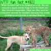 dog and cheetah best friends wtf fun facts
