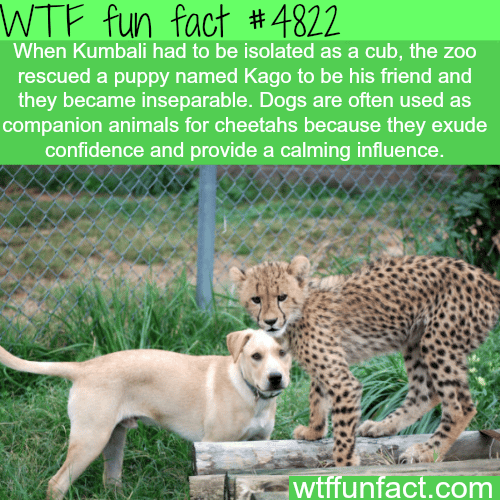 Dog and cheetah best friends - WTF fun facts