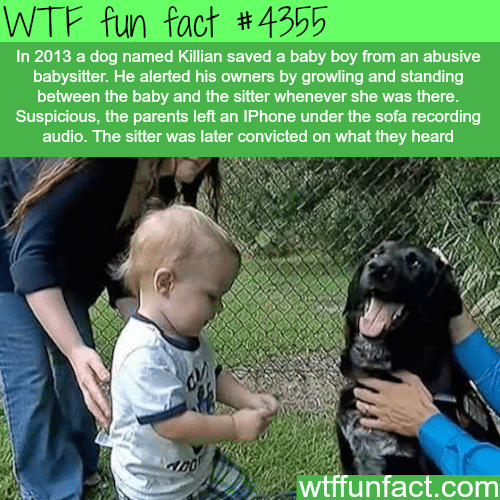 Dog saves baby boy from his abusive babysitter -  WTF fun facts