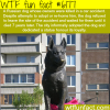 dog waits for its owners for 7 years wtf fun