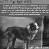 dog walked across the united states to see his family