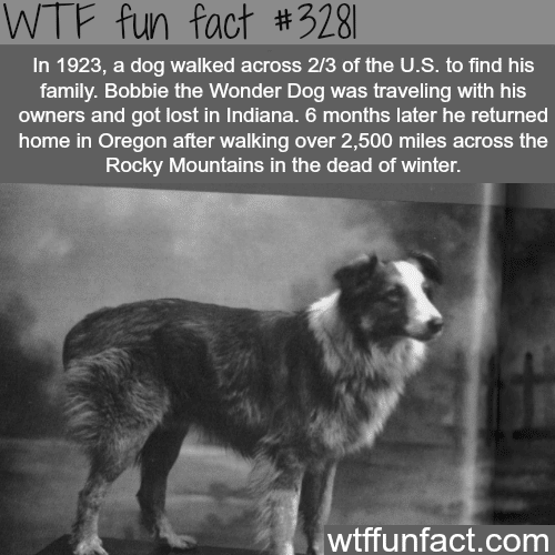 Dog walked across the United States to see his family -  WTF fun facts