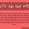 dog years wtf fun facts
