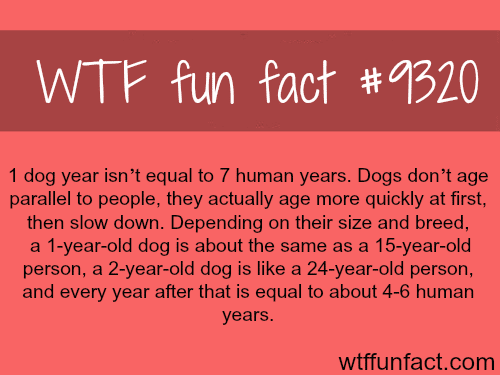Dog years - WTF fun facts