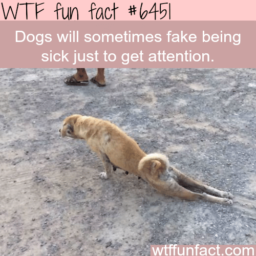 Dogs can fake illness to get your attention - WTF fun facts