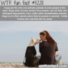 dogs facts wtf fun facts