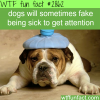 dogs fake health