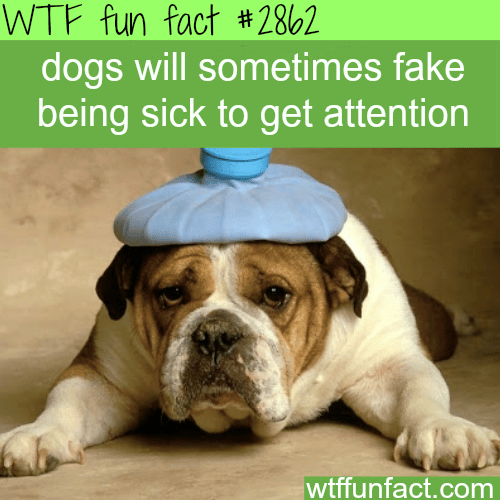 dogs fake health -  WTF fun facts