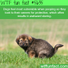dogs feel most vulnerable when pooping wtf fun