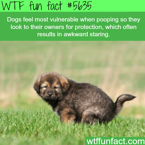 https://wtffunfact.com/wp-content/uploads/2019/06/fun-facts-dogs-feel-most-vulnerable-when-pooping-wtf-fun.png