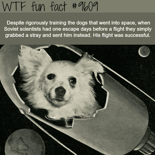 Dogs in Space - WTF fun fact
