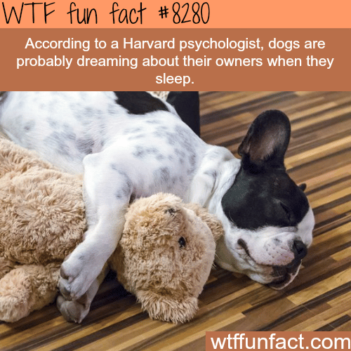 Dogs probably dream about their owners - WTF fun facts